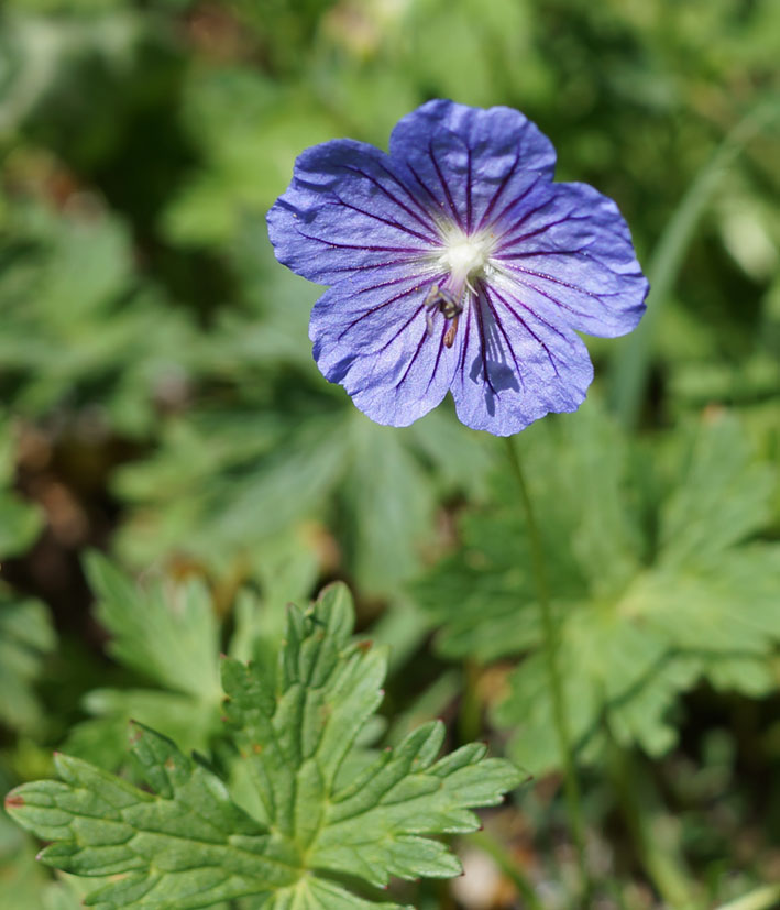 Изображение особи Geranium ferganense.