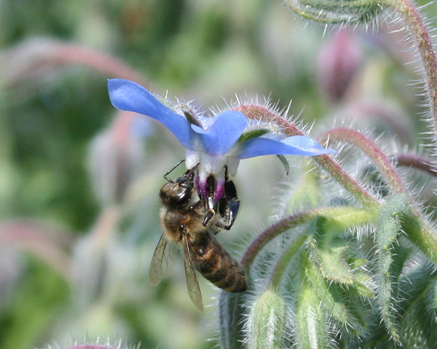 Image of Borago officinalis specimen.