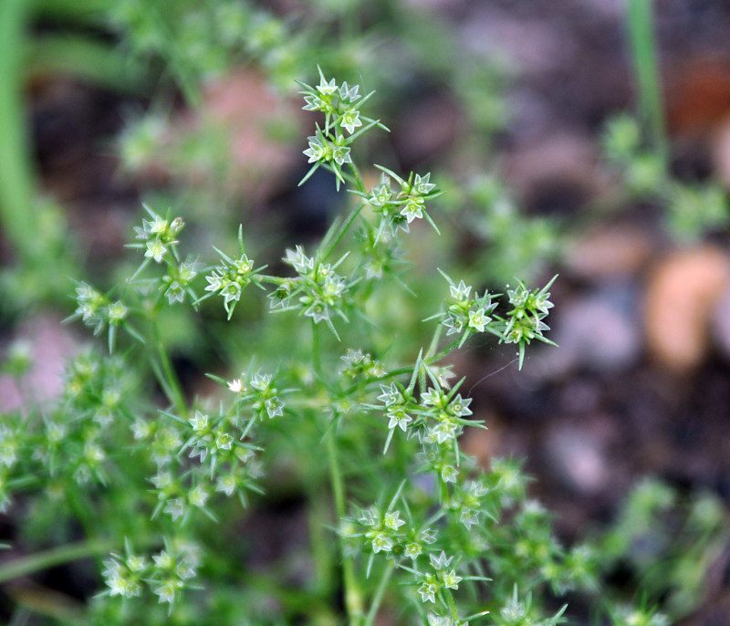 Image of Scleranthus annuus specimen.