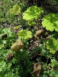 Astilboides tabularis. Молодые листья. Латвия, Саласпилс, Национальный ботанический сад, в культуре. 07.05.2015.