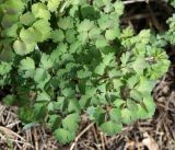 Thalictrum foetidum. Молодые листья. Кыргызстан, Нарынская обл., правый берег р. Нарын, на плато ниже слияния с р. М. Нарый. 25.04.2015.