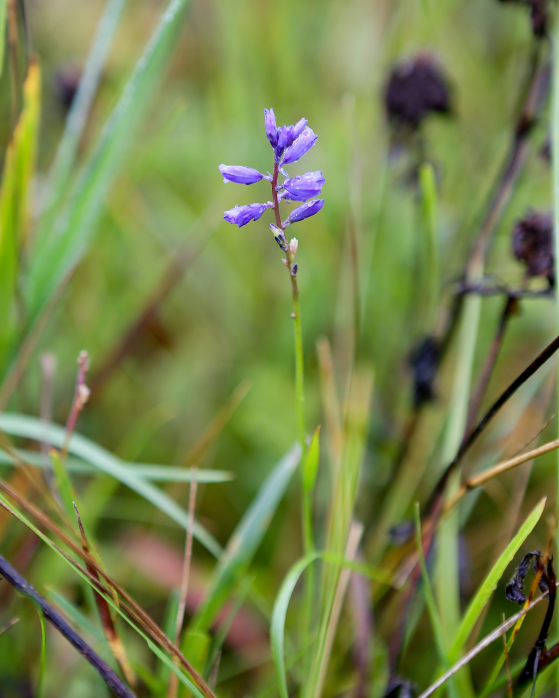 Image of Polygala hybrida specimen.