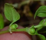 Theligonum cynocrambe