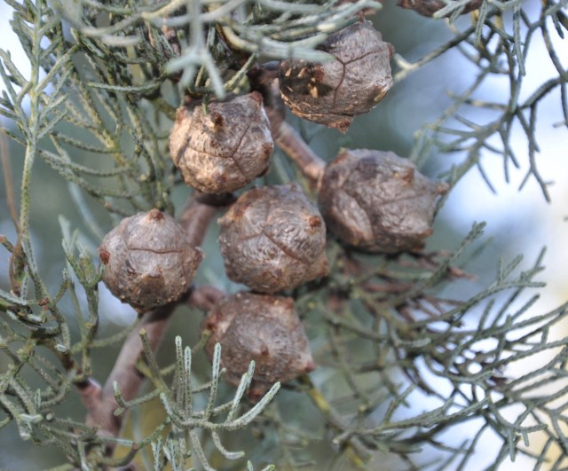 Image of genus Cupressus specimen.