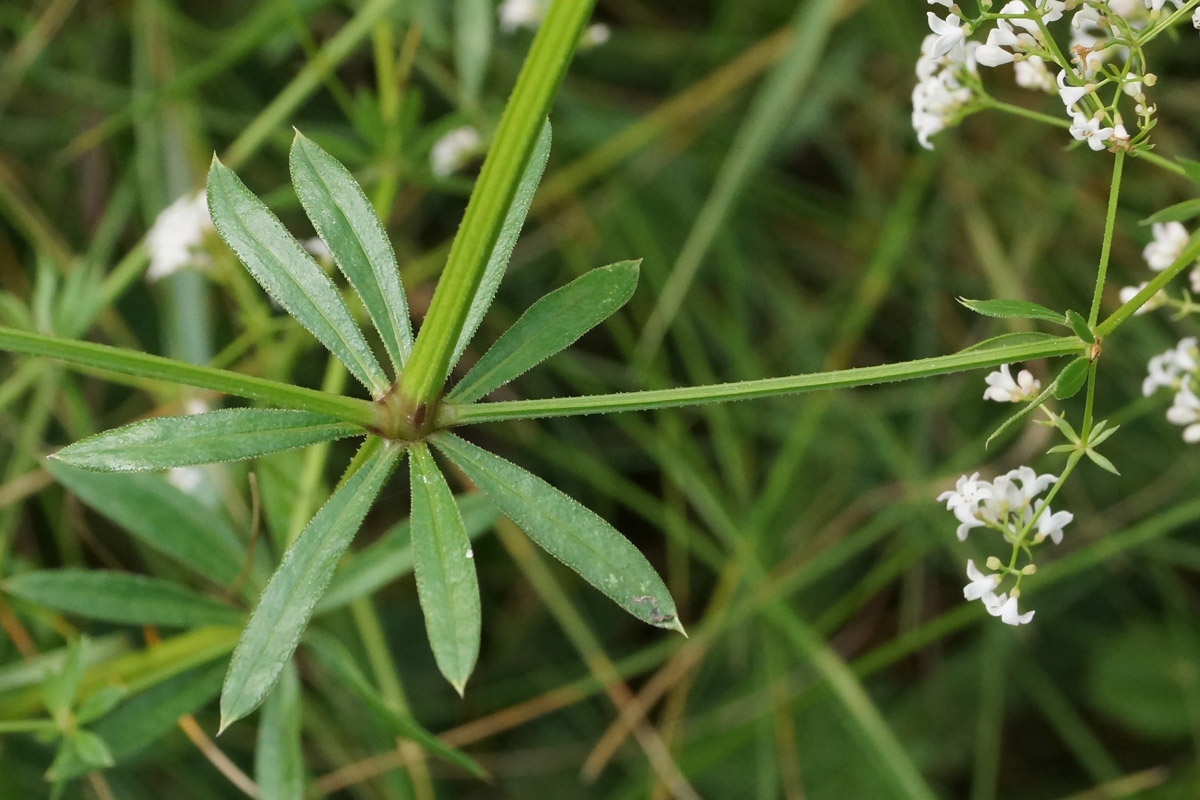 Изображение особи Galium pseudorivale.