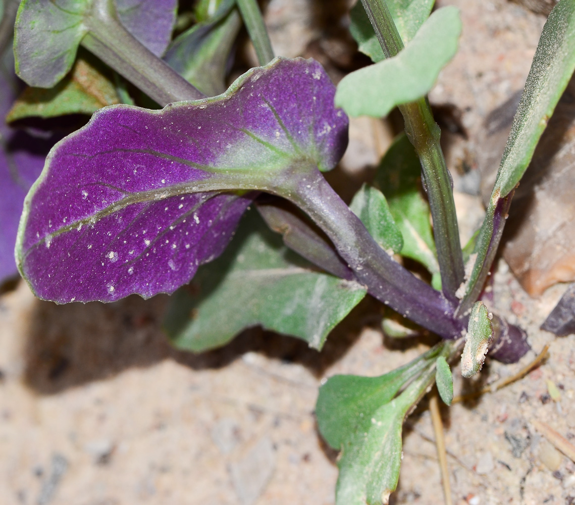 Image of Senecio flavus specimen.