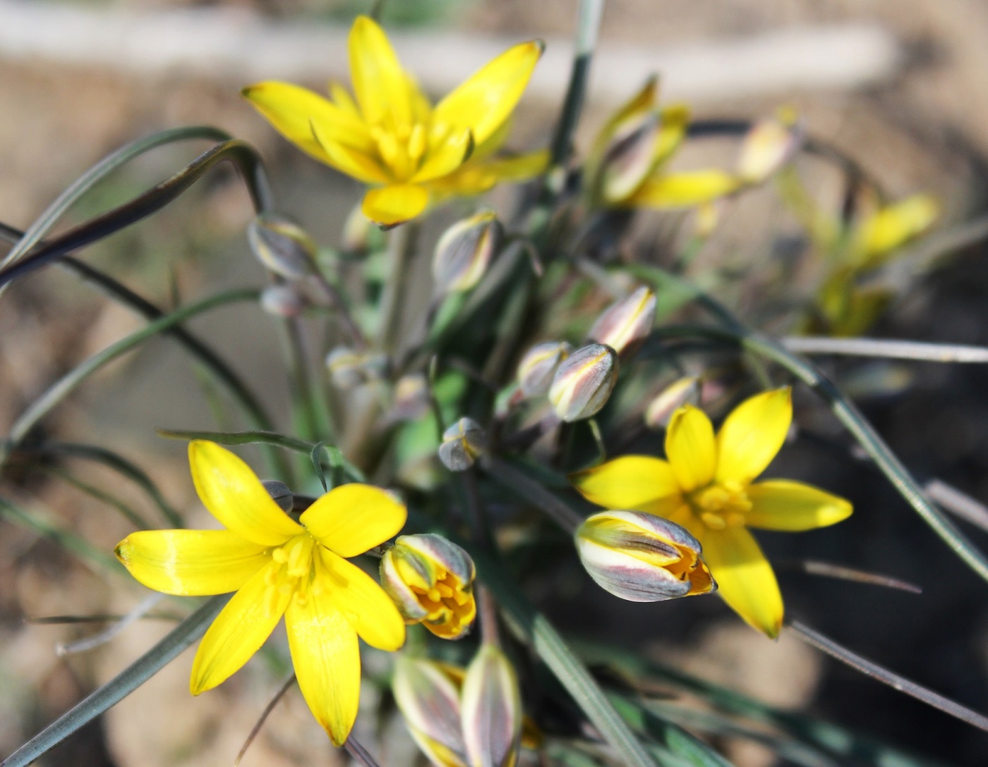 Image of genus Gagea specimen.