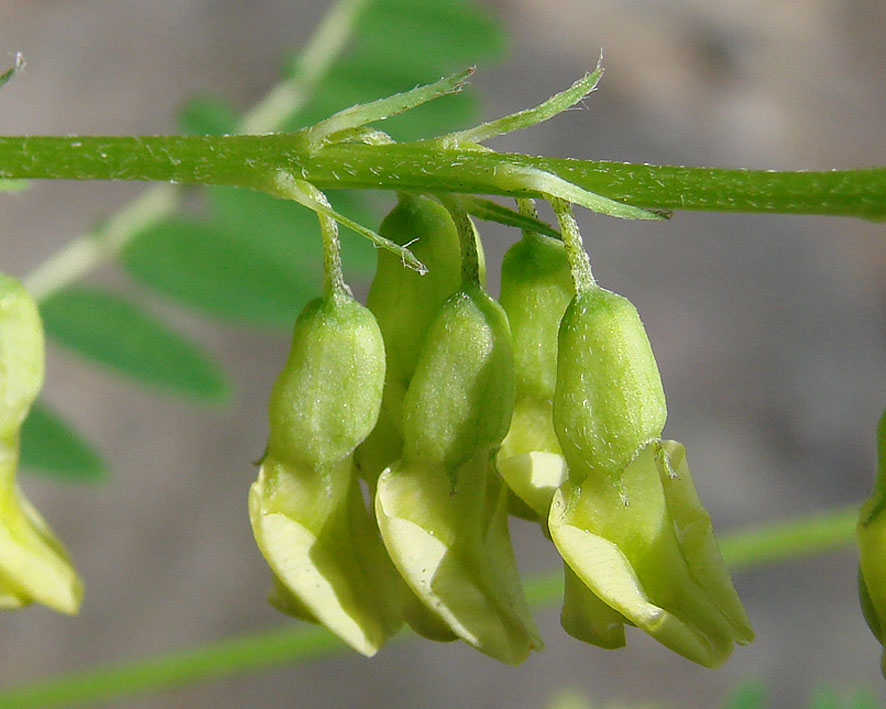 Изображение особи Astragalus membranaceus.