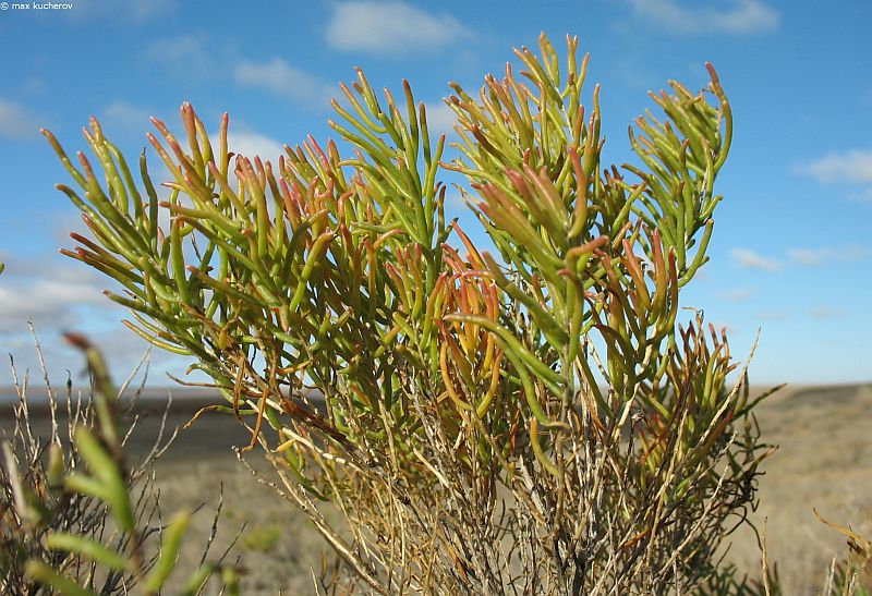 Image of Suaeda physophora specimen.