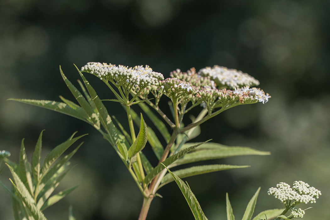 Image of Sambucus ebulus specimen.