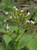 Valeriana ficariifolia