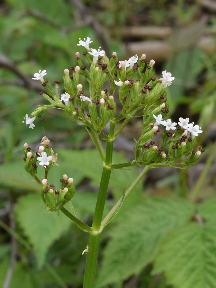 Image of Valeriana ficariifolia specimen.