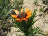 Adonis parviflora