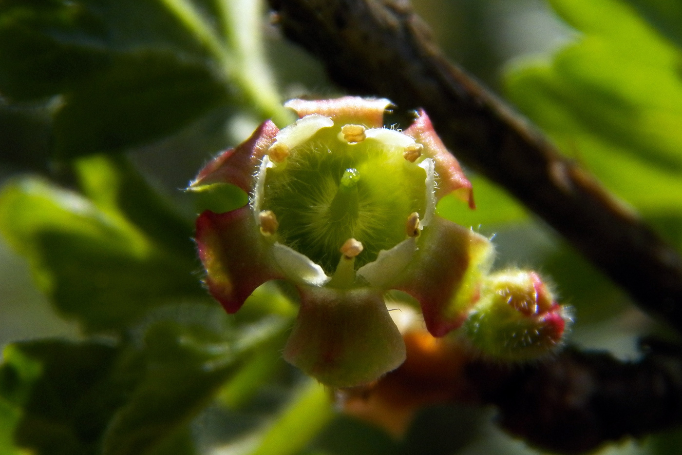 Изображение особи Grossularia uva-crispa.