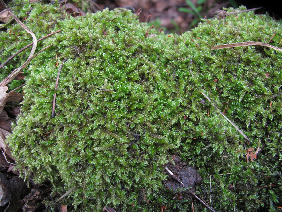 Image of Hypnum cupressiforme specimen.
