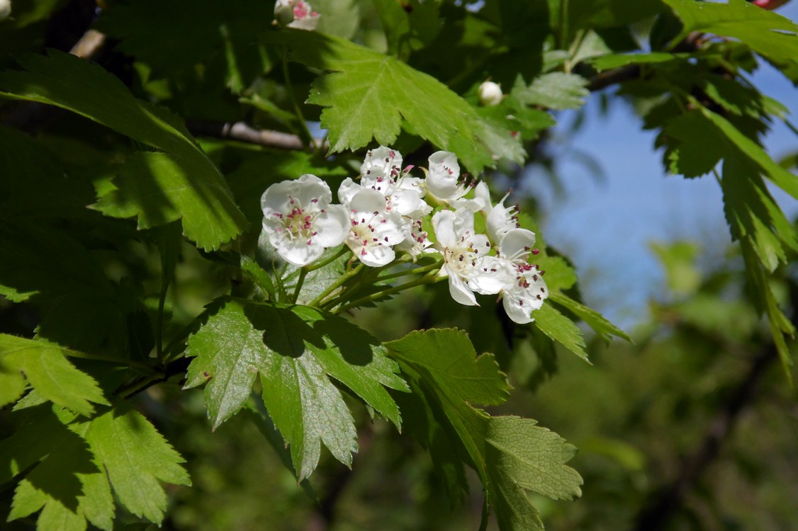 Изображение особи Crataegus rhipidophylla.