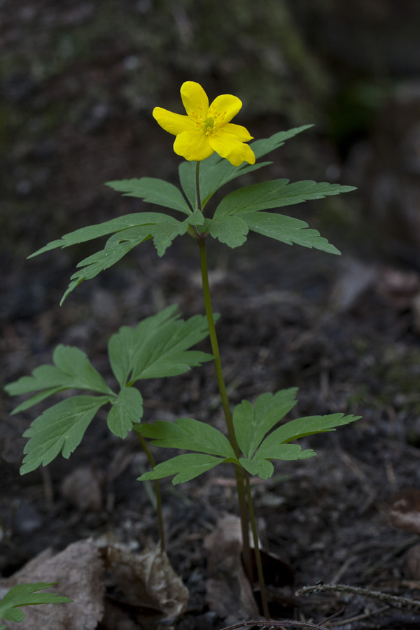 Изображение особи Anemone ranunculoides.