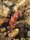 Macrosepalum aetnense