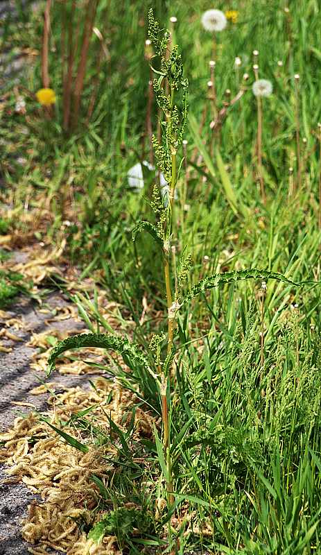 Изображение особи Rumex crispus.