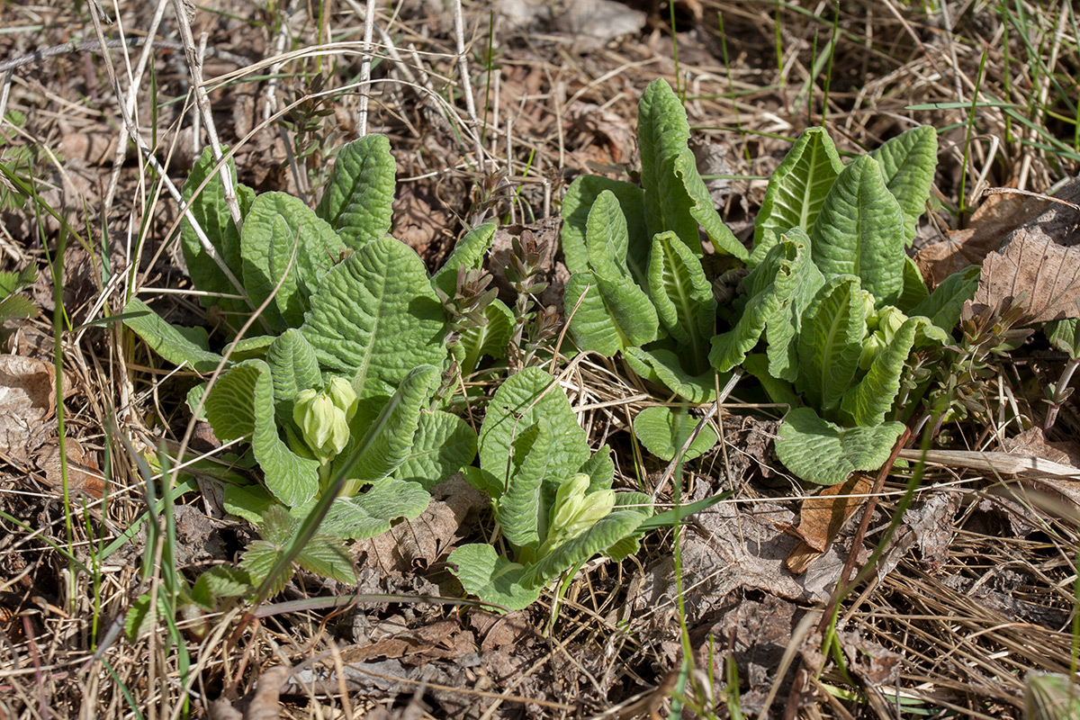 Изображение особи Primula veris.