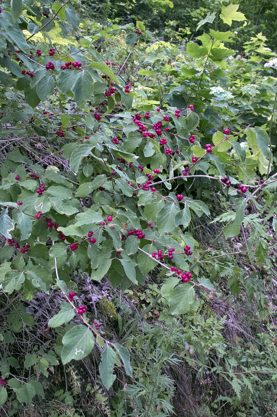 Image of Lonicera xylosteum specimen.