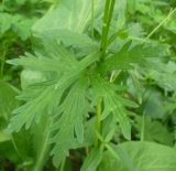 Geranium asiaticum