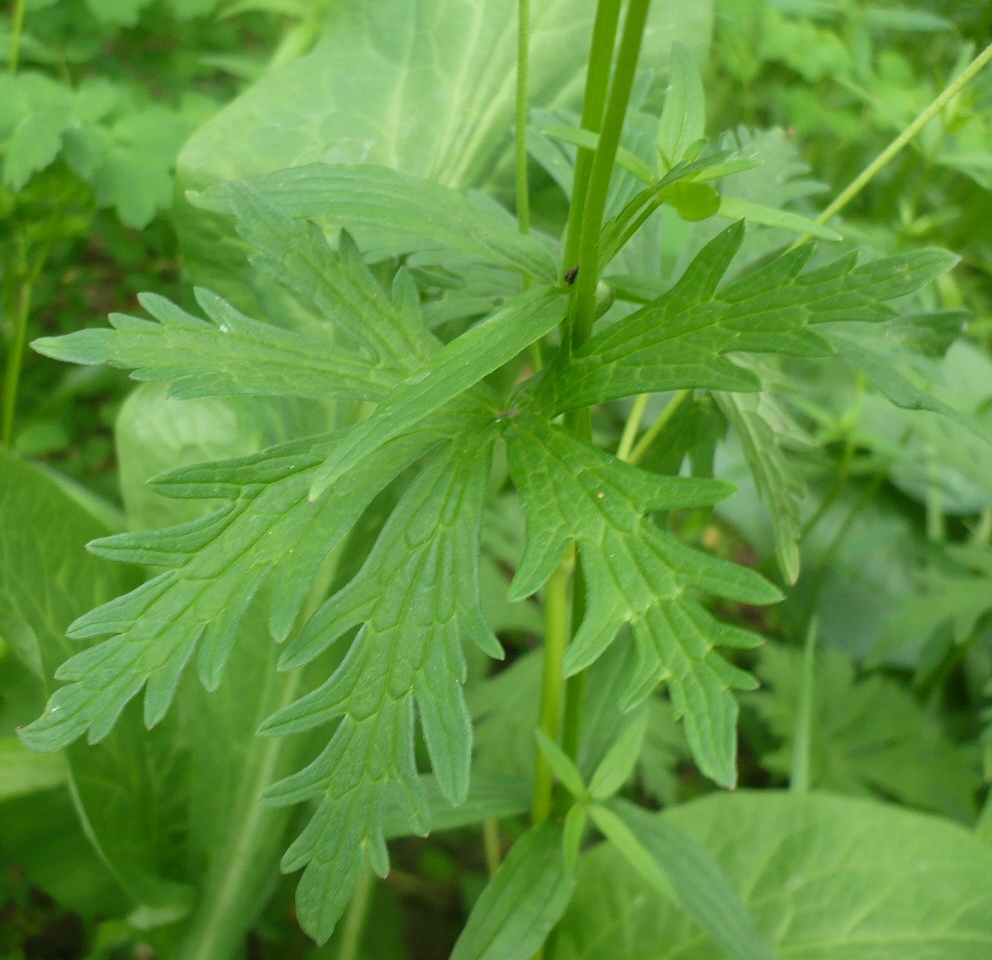 Image of Geranium asiaticum specimen.