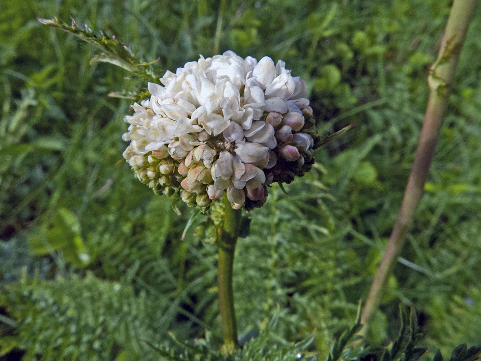 Изображение особи Filipendula vulgaris.