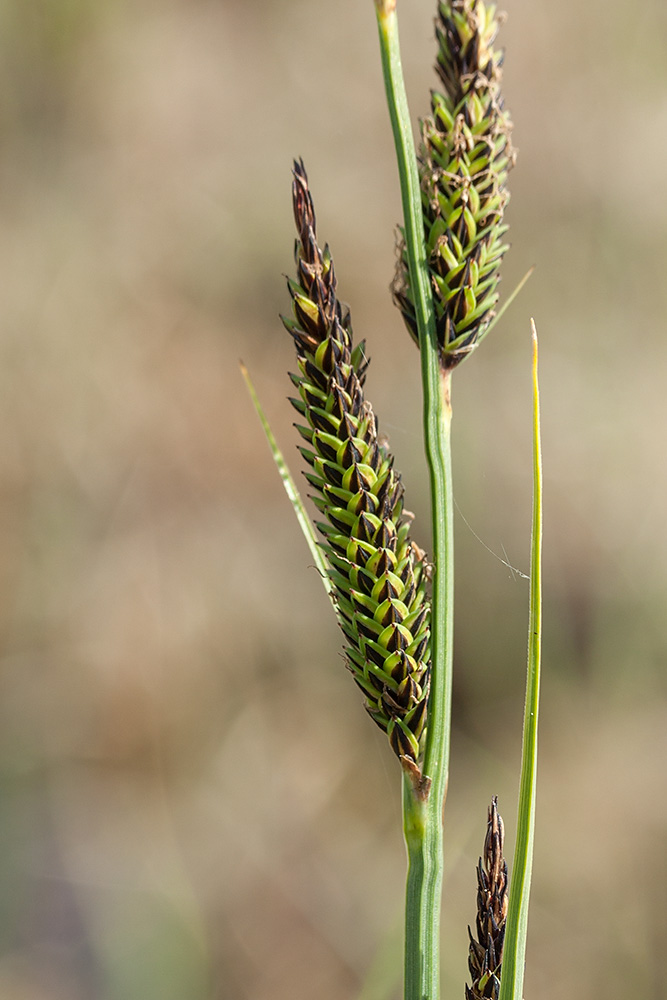 Image of Carex elata specimen.