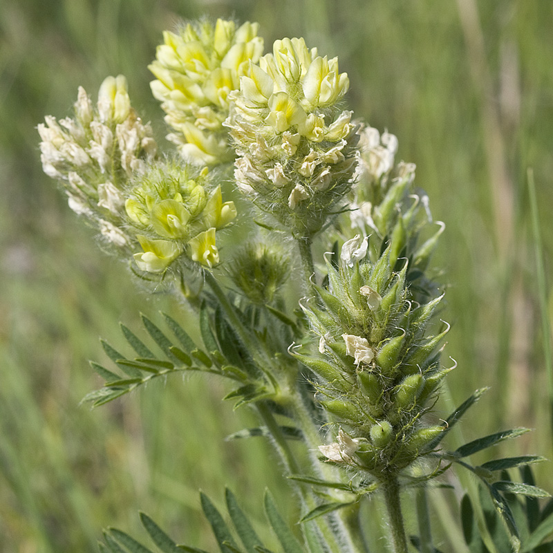 Image of Oxytropis pilosa specimen.