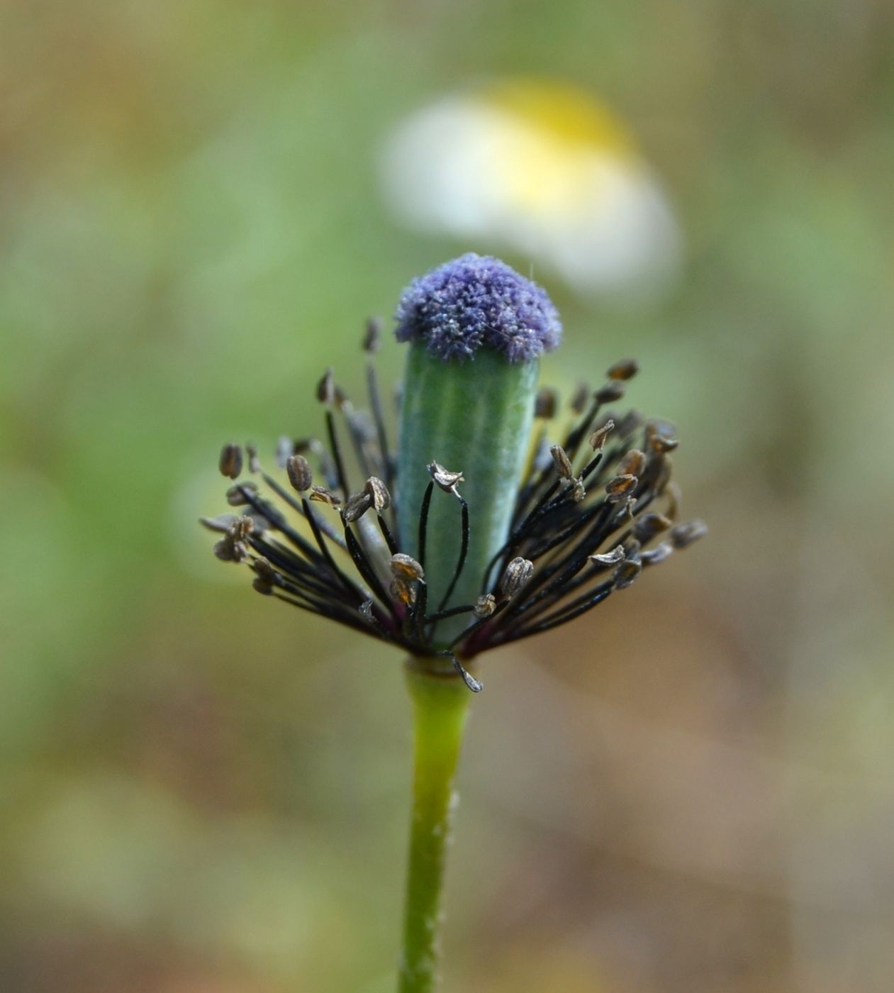 Изображение особи Papaver arenarium.