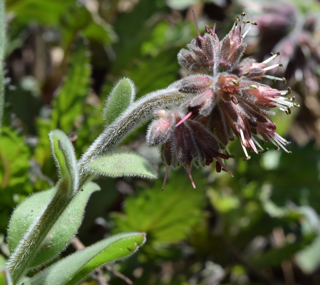 Изображение особи Solenanthus karateginus.