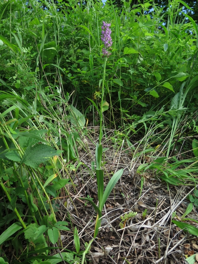 Изображение особи Gymnadenia conopsea.