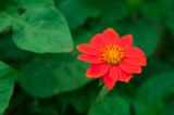 Tithonia rotundifolia