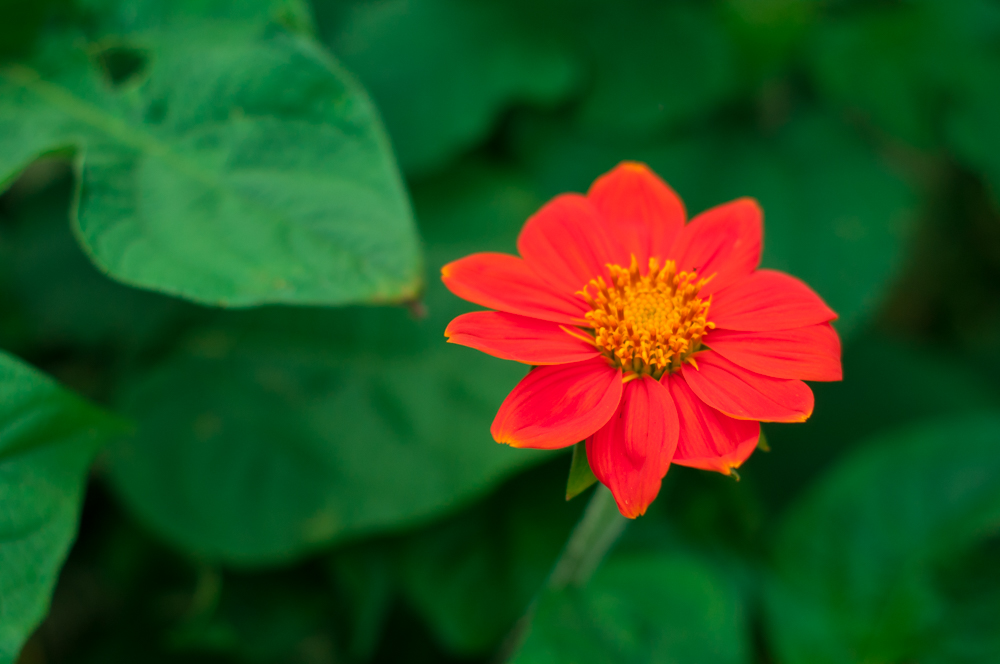 Изображение особи Tithonia rotundifolia.