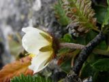 Dryas oxyodonta. Цветок. Республика Хакасия, Ширинский р-н, примерно в 23 км на запад от с. Беренжак, луг. 3 августа 2016 г.
