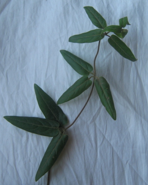 Image of Lonicera japonica specimen.