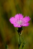 Dianthus versicolor. Цветок. Татарстан, Новошешминский р-н, остепненный луг на увале в окр. села Татарское Утяшкино. 4 июля 2016 г.