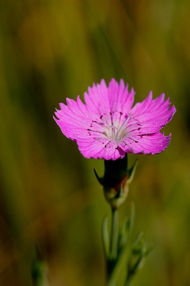 Изображение особи Dianthus versicolor.