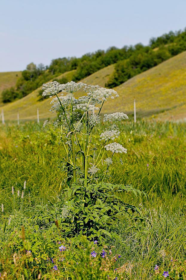Изображение особи Angelica sylvestris.