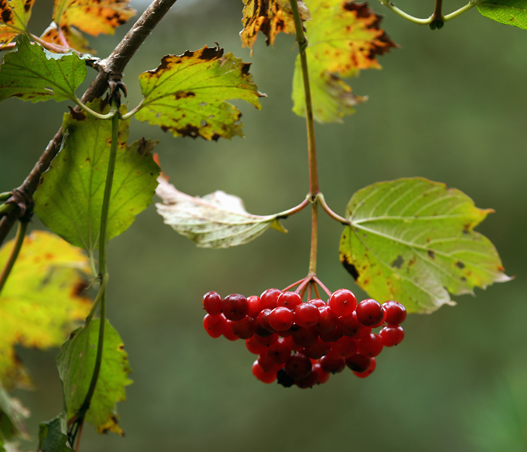 Изображение особи Viburnum opulus.