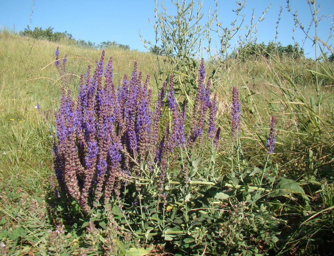 Изображение особи Salvia tesquicola.