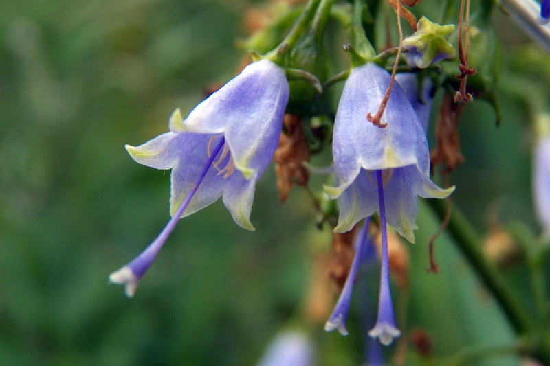 Изображение особи Adenophora verticillata.