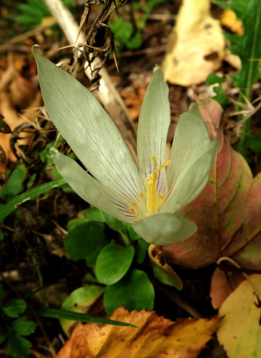 Image of Crocus vallicola specimen.