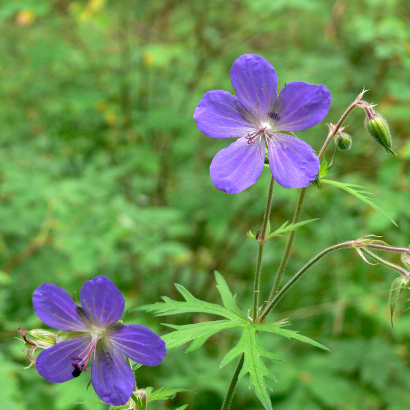 Image of Geranium pratense specimen.