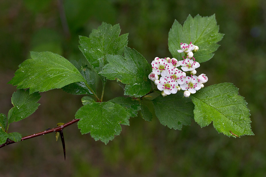 Изображение особи Crataegus sanguinea.