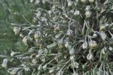 Artemisia schmidtiana