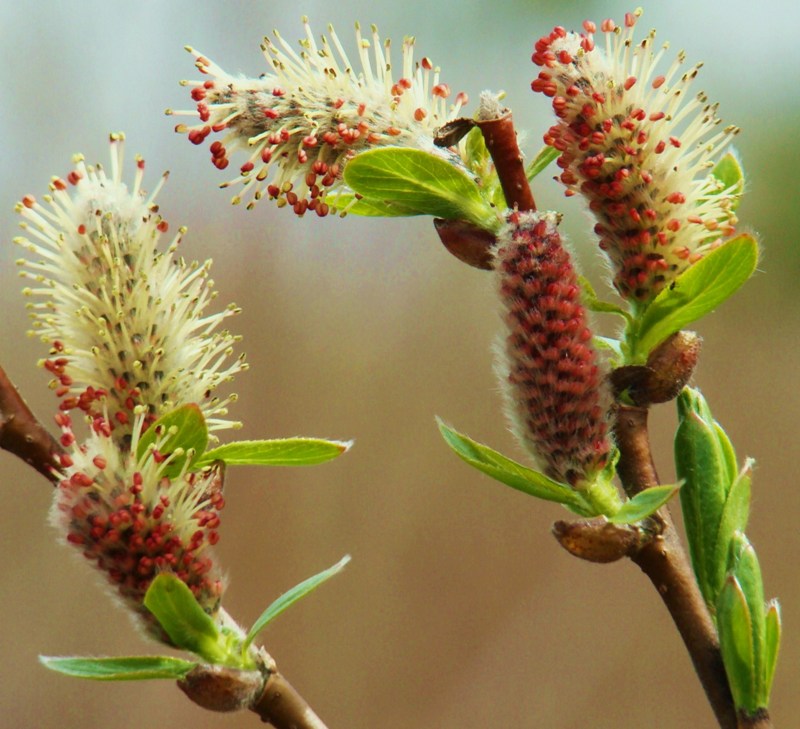 Изображение особи Salix phylicifolia.