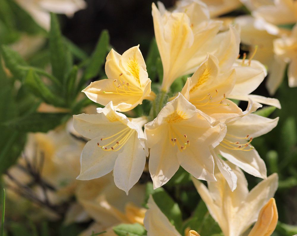 Изображение особи Rhododendron japonicum var. aureum.