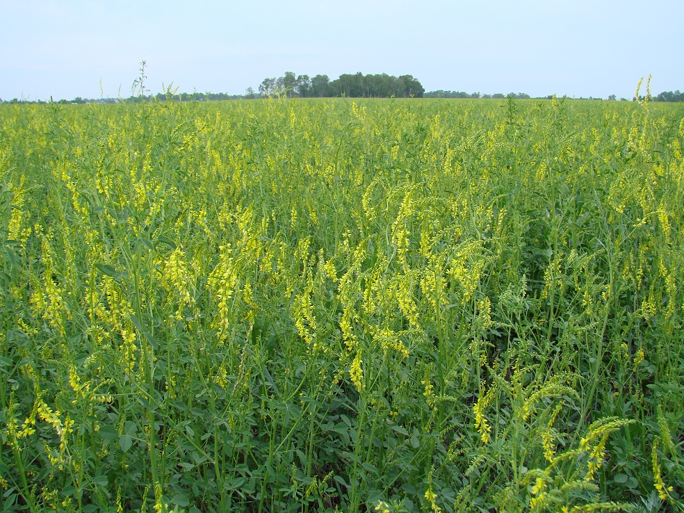 Изображение особи Melilotus officinalis.